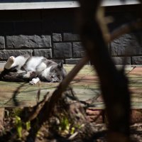 Σ :: Константин Сафронов