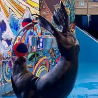 Гимнаст :: Pippa 