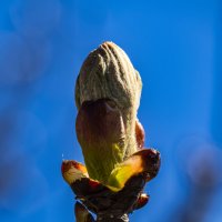 Поска каштана. :: Николай 