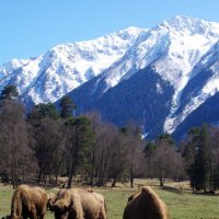 На лугу ... :: Андрей Любимов