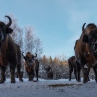 В боевом построении :: Дмитрий Шишкин