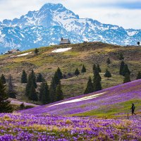 Цветение крокусов :: Сергей Титов