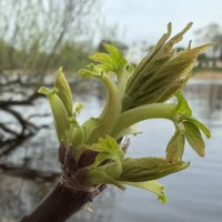 ***пробуждение*** :: Olga Oskolkova