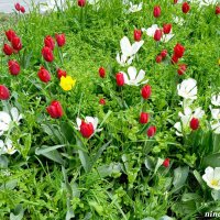 На городском газоне :: Нина Бутко