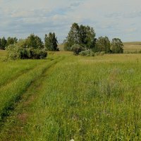 Дорога полевая. :: nadyasilyuk Вознюк