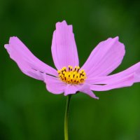 Космея. :: nadyasilyuk Вознюк