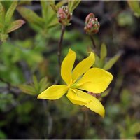 Тюльпан :: ZNatasha -