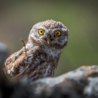 Прятки :: Александр К.