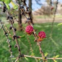 Лиственница :: Сапсан 