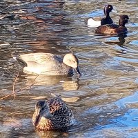 Утки :: Сапсан 