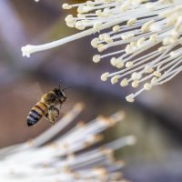 Весна. :: Alexander Amromin