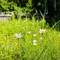 На полянке :: Александр 