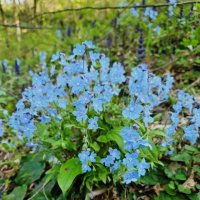 Пупочник каппадокийский :: Tata Wolf