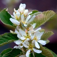 Так цветёт ирга. :: nadyasilyuk Вознюк