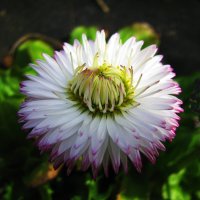 Во всей красе :: Людмила Смородинская