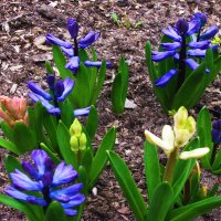 Красота в саду :: Людмила Смородинская