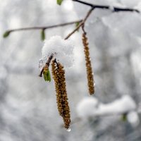 Сережка орешника в зимней шапке :: Сергей Цветков