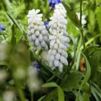 Белые мускарики :: Мариша Тим