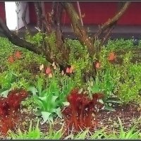 Цветы у дома :: Ольга Довженко