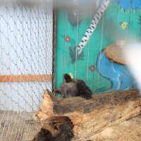 Спасённые медвежата :: Ольга 