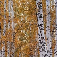 октябрь в берёзовой аллее :: Елена Шаламова