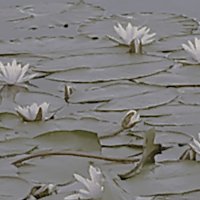 Усманка :: Елена Шаламова