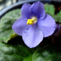 Фиалка :: Елена Семигина