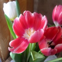 Тюльпаны :: Елена Семигина