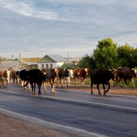 Бол. Глушица. Самарская область. Утро :: MILAV V