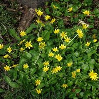 Чистяк весенний :: Рита Симонова