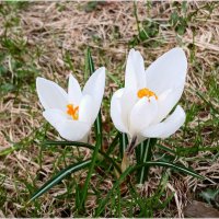 Нежные и белоснежные :: Лия ☼