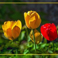 ТЮЛЬПАНЫ :: Владимир Кроливец