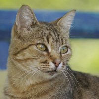 Взгляд :: Олег Кабанец