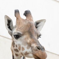 лейпциг2026 :: Алексей Короткевич