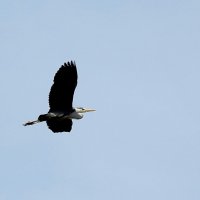 баклан :: ИННА ПОРОХОВА