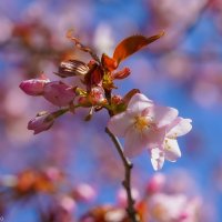 Цветущий апрель... :: Владимир Жданов