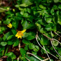 обои на рабочий стол(весна,нежно) :: Артём Евтюхов