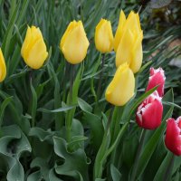 Тюльпаны жёлтые – не вестники разлуки, а дети Солнечного Света и Весны... :: Надежда Куркина 