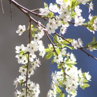 Пора цветения :: олег свирский 