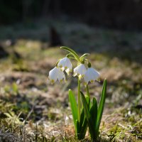 Признаки весны. :: Vladimir 