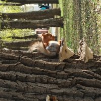 Приметы весны :: Галина 