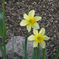 И до нас дошло время нарциссов :: Александр Чеботарь