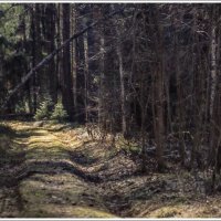 Крутецкий лес :: Любовь 