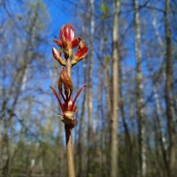Приметы апреля :: Андрей Лукьянов