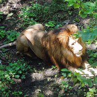 Парк львов. Приморский Сафари-парк :: Лидия Бусурина