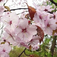 Цветение сакуры в Аптекарском огороде :: Лидия Бусурина