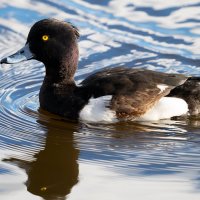 Хохлатая чернеть (хохлатый нырок) :: Владимир Лазарев