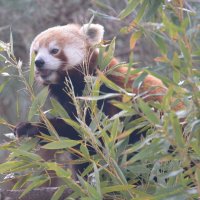 лейпциг2026 :: Алексей Короткевич