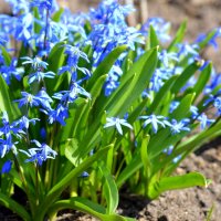 Пролеска :: Татьяна Лютаева