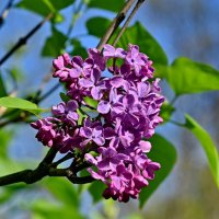 Пришло время сирени... :: Николай Саржанов